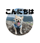 麦ちゃんの日常会話4（個別スタンプ：1）