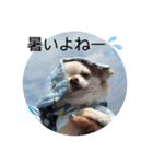 麦ちゃんの日常会話4（個別スタンプ：3）
