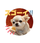 麦ちゃんの日常会話4（個別スタンプ：4）