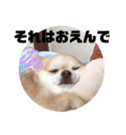 麦ちゃんの日常会話4（個別スタンプ：11）