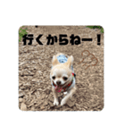 麦ちゃんの日常会話4（個別スタンプ：12）