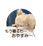 麦ちゃんの日常会話4（個別スタンプ：19）