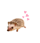 ハリネズミのうにちゃんスタンプ（個別スタンプ：1）
