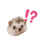 ハリネズミのうにちゃんスタンプ（個別スタンプ：6）