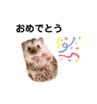 ハリネズミのうにちゃんスタンプ（個別スタンプ：7）