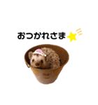 ハリネズミのうにちゃんスタンプ（個別スタンプ：11）