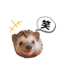 ハリネズミのうにちゃんスタンプ（個別スタンプ：15）