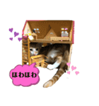 日常cat 3（個別スタンプ：1）