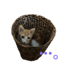 日常cat 3（個別スタンプ：4）