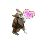 日常cat 3（個別スタンプ：6）