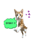日常cat 3（個別スタンプ：9）