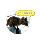 日常cat 3（個別スタンプ：10）