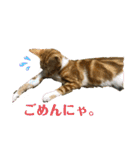 日常cat 3（個別スタンプ：11）