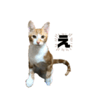 日常cat 3（個別スタンプ：12）