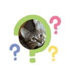 日常cat 3（個別スタンプ：13）
