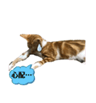 日常cat 3（個別スタンプ：15）