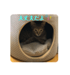 日常cat 3（個別スタンプ：16）