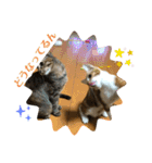 日常cat 3（個別スタンプ：17）