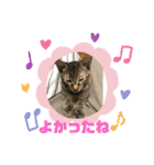 日常cat 3（個別スタンプ：18）