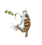 日常cat 3（個別スタンプ：19）
