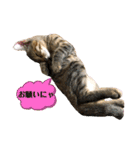 日常cat 3（個別スタンプ：21）