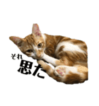 日常cat 3（個別スタンプ：22）