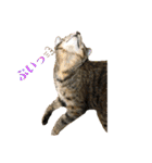 日常cat 3（個別スタンプ：24）