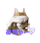 日常cat 3（個別スタンプ：25）