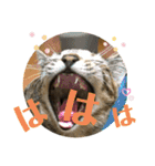 日常cat 3（個別スタンプ：26）