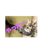 日常cat 3（個別スタンプ：27）