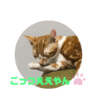 日常cat 3（個別スタンプ：29）