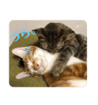 日常cat 3（個別スタンプ：31）
