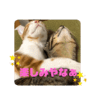 日常cat 3（個別スタンプ：32）