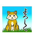 もっふもふ 柴犬！（個別スタンプ：4）