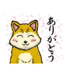 もっふもふ 柴犬！（個別スタンプ：5）