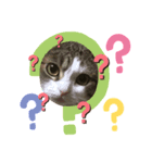 くりたまくろ（個別スタンプ：1）