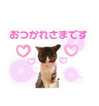 くりたまくろ（個別スタンプ：6）