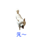 北海道犬くまの日常2（個別スタンプ：2）
