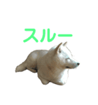 北海道犬くまの日常2（個別スタンプ：3）