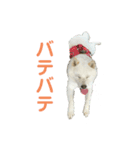 北海道犬くまの日常2（個別スタンプ：6）