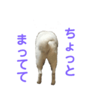 北海道犬くまの日常2（個別スタンプ：7）