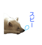 北海道犬くまの日常2（個別スタンプ：8）