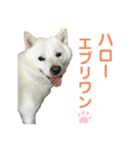 北海道犬くまの日常2（個別スタンプ：10）