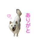 北海道犬くまの日常2（個別スタンプ：11）