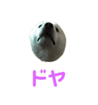北海道犬くまの日常2（個別スタンプ：12）