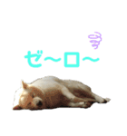 北海道犬くまの日常2（個別スタンプ：13）
