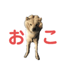 北海道犬くまの日常2（個別スタンプ：15）