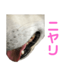 北海道犬くまの日常2（個別スタンプ：16）