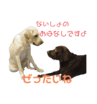 ラブラドールの たけちゃま 2（個別スタンプ：3）