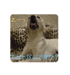 ラブラドールの たけちゃま 2（個別スタンプ：23）